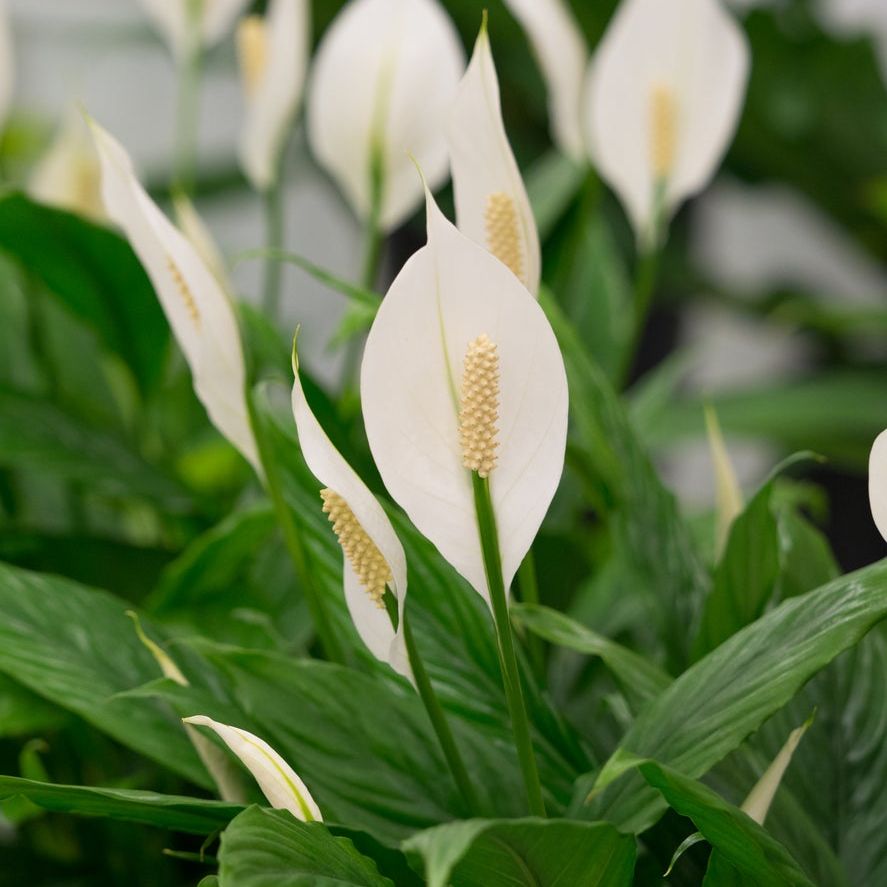 Positive Plant Vibes  Plants That Bring Positive Energy To Your  Surroundings | Gardening Know How