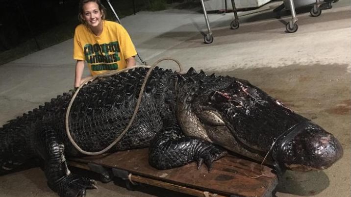 This 12-Foot, 463-Lb. Alligator Went Head to Head with a Semitruck