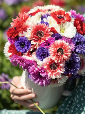 Eden Brothers, Anemone Bulbs - Double Mix