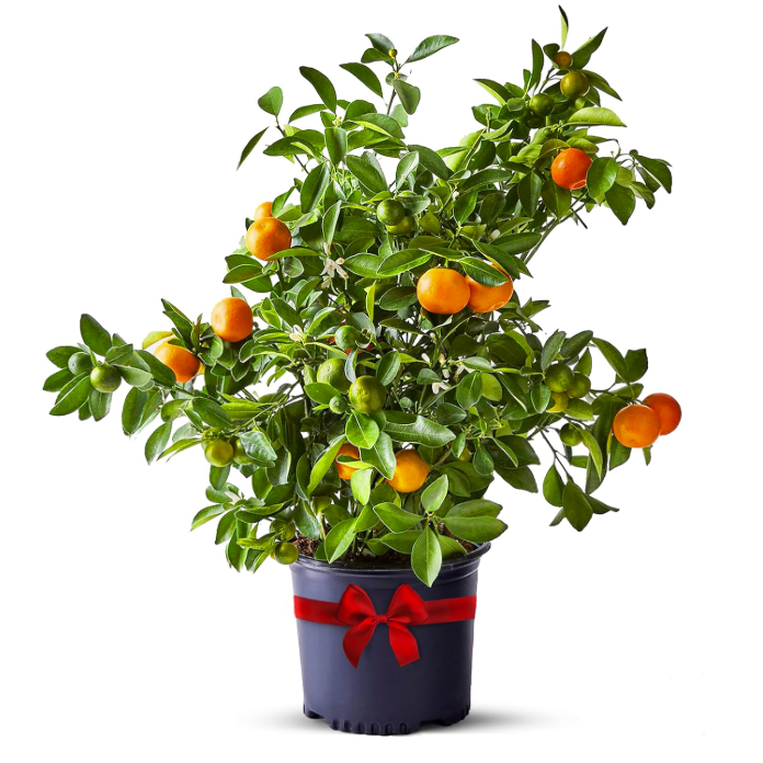 Amazon calamondin indoor orange tree