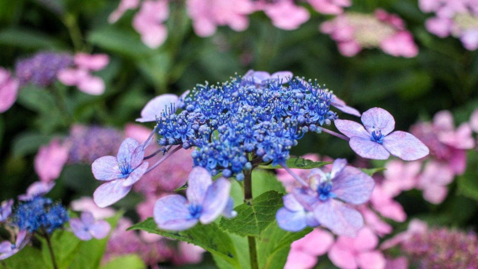 【Hydrangea】 81Z9ZavhsHL._UF350,350_QL80_.jpg
