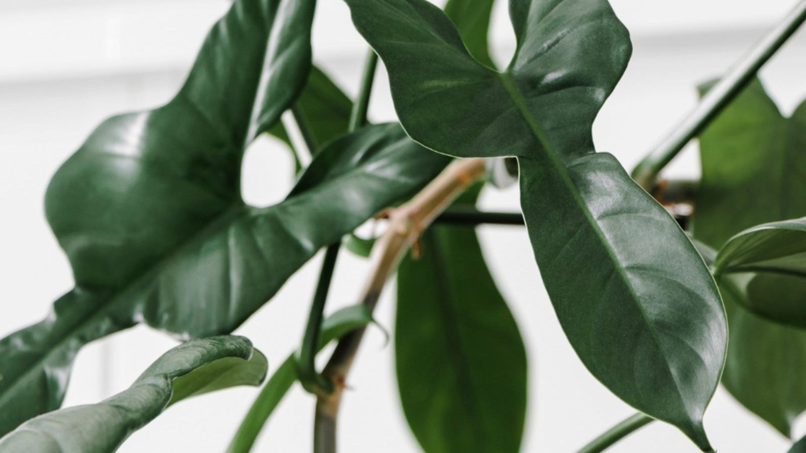Philodendron Bipennifolium Info: Tips On Caring For Fiddleleaf Philodendrons  | Gardening Know How