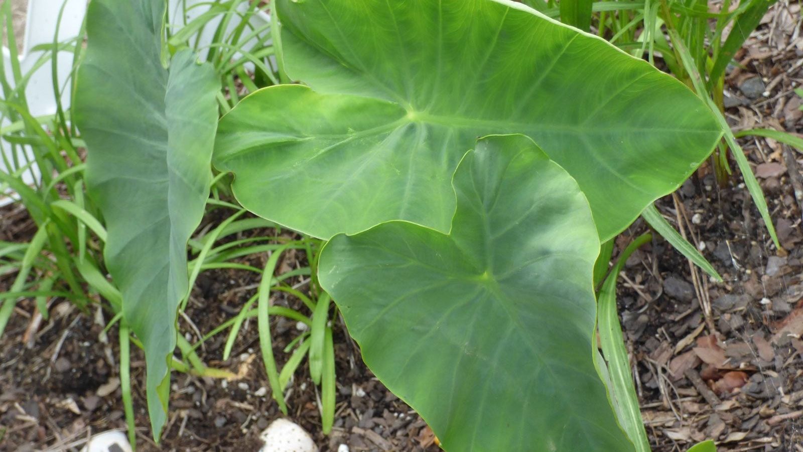 peace lily. Peace Lily for Sale