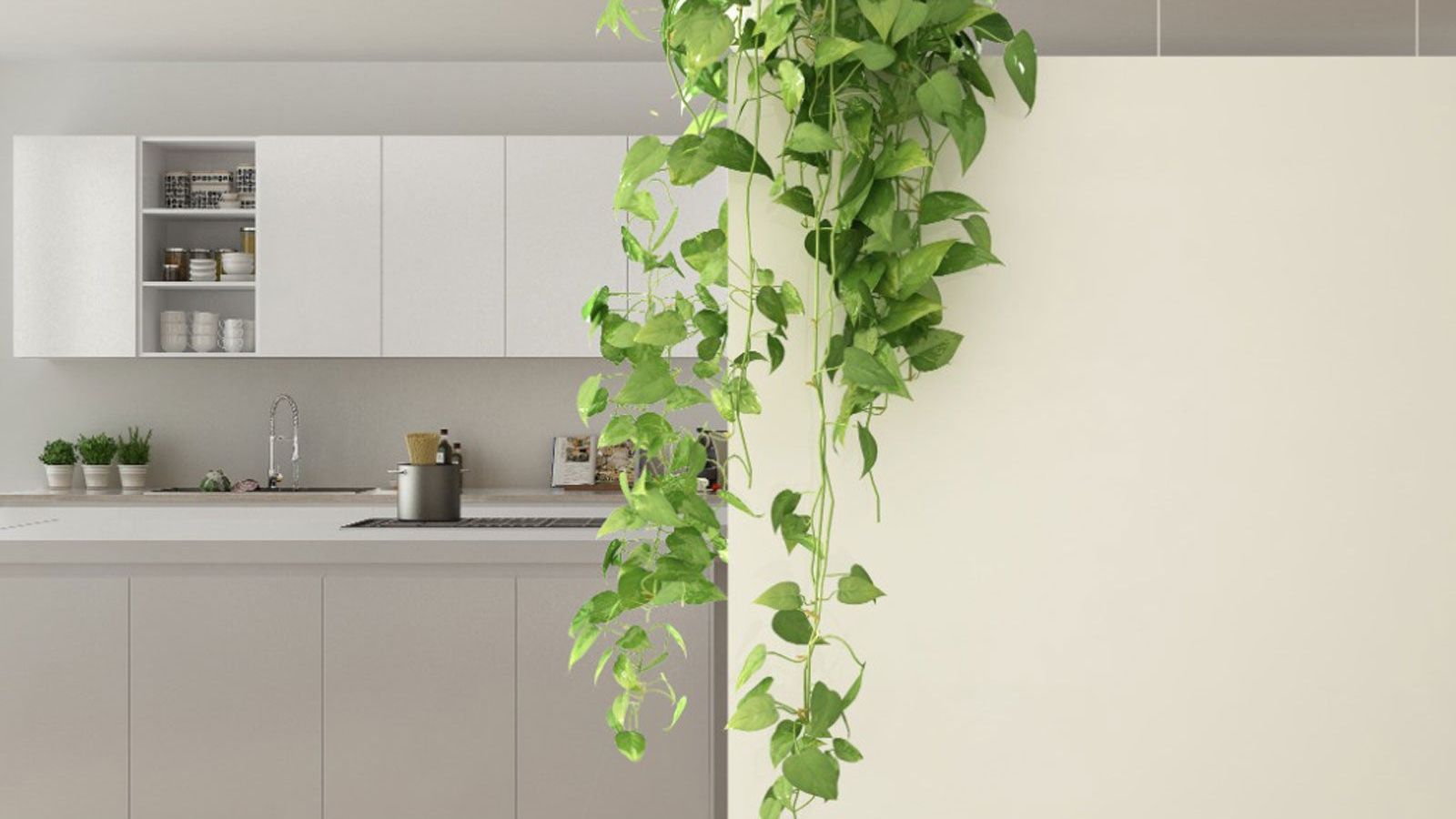 Easy Indoor Vine Plants That Add Style To Any Interior | Gardening Know How