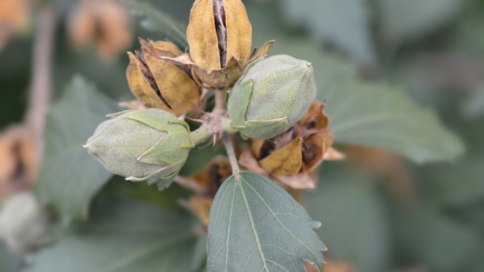 Can I Plant Rose Of Sharon Seeds - Learn About Starting Seeds From Rose Of  Sharon | Gardening Know How