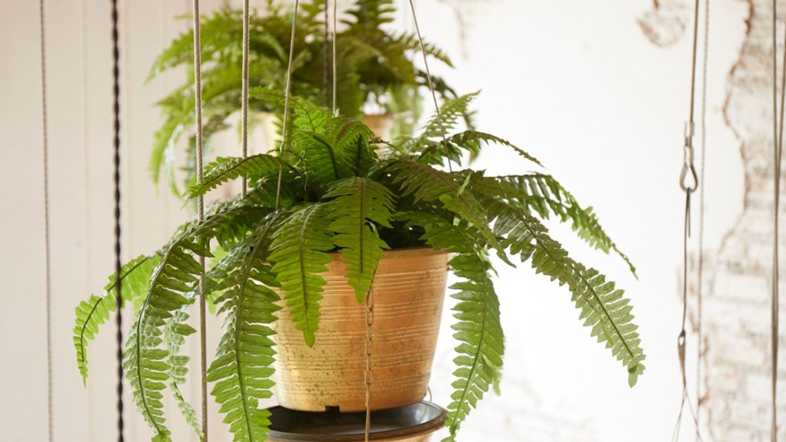 Indoor Fern Care: How To Care For Ferns As Houseplants | Gardening Know How