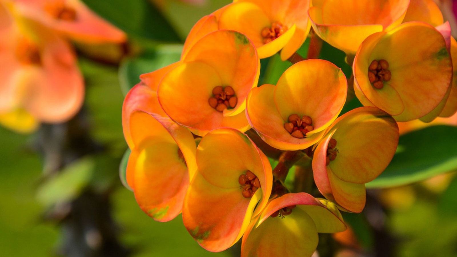 Crown Of Thorns Plant Info - How To Grow Crown Of Thorns Indoors |  Gardening Know How