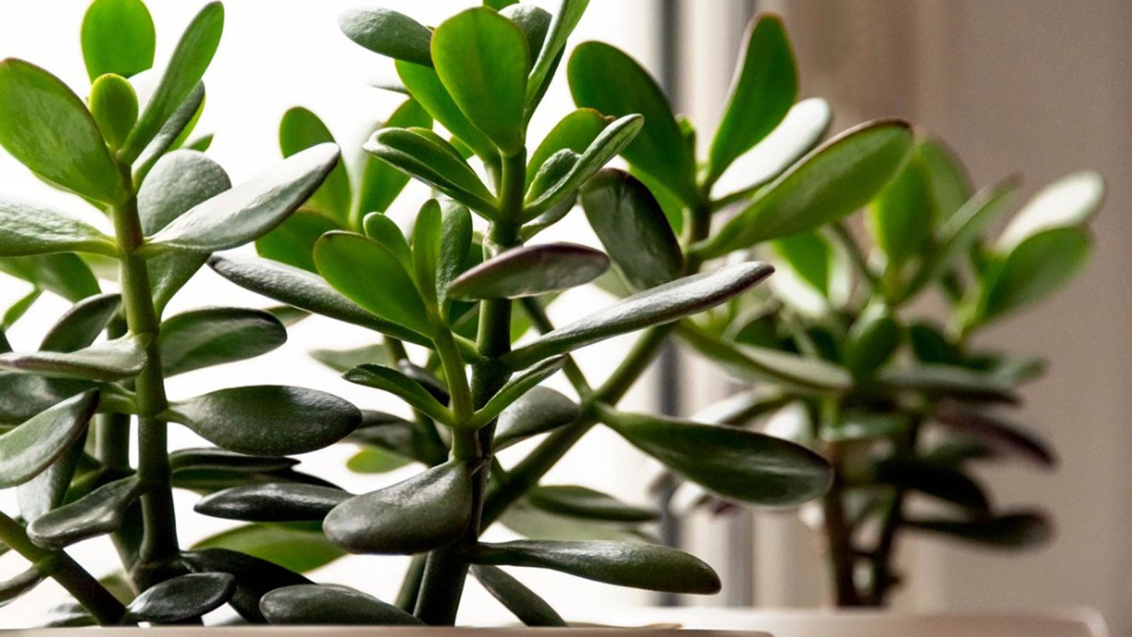plant fertilizer for indoor plants Indoor Plant Food main image 1