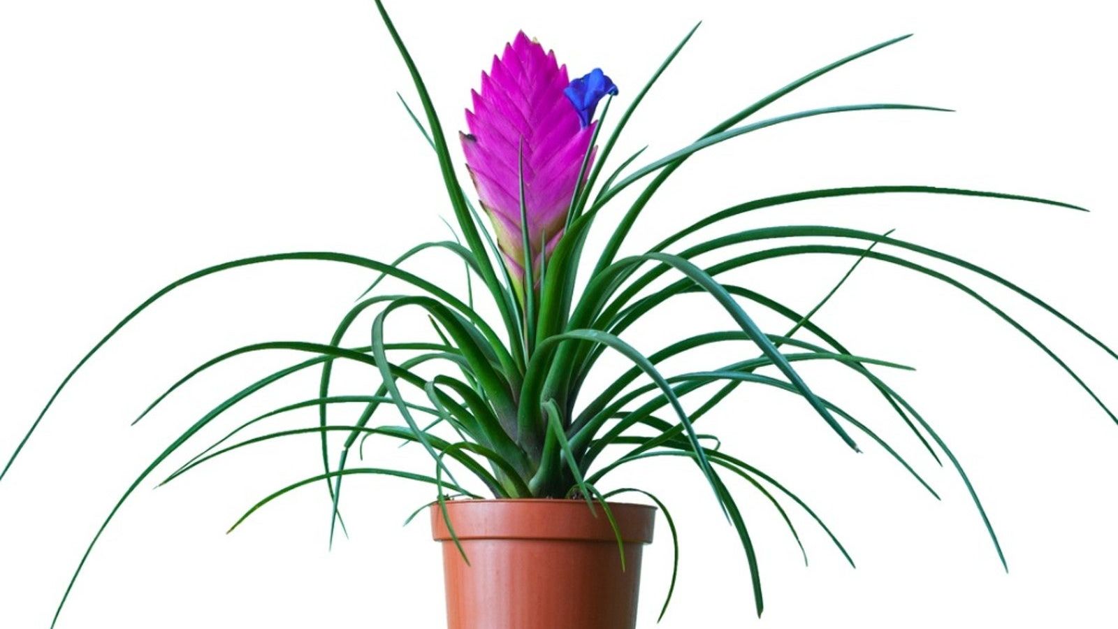 Pink Quill Plant Care And Characteristics | Gardening Know How