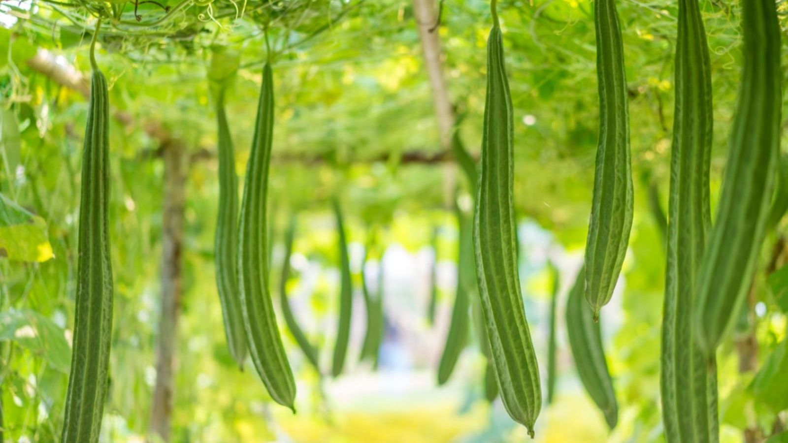 Luffa Gourd Plant - Tips For Growing Luffa Plants | Gardening Know How