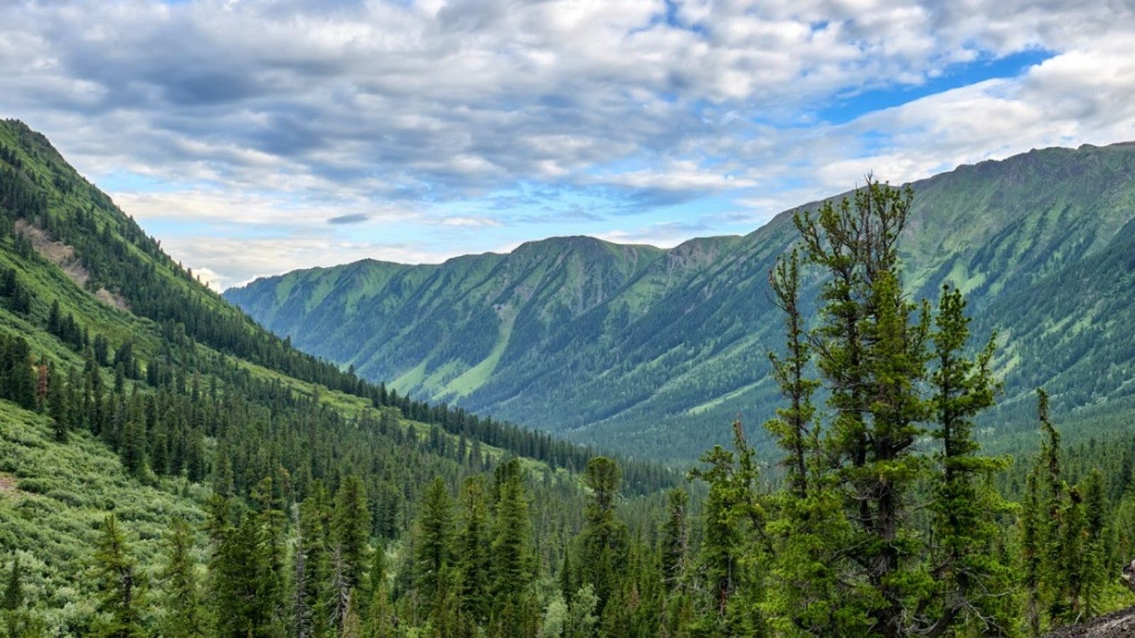 Types Of Plants In The Taiga Or Boreal Forest | Gardening Know How