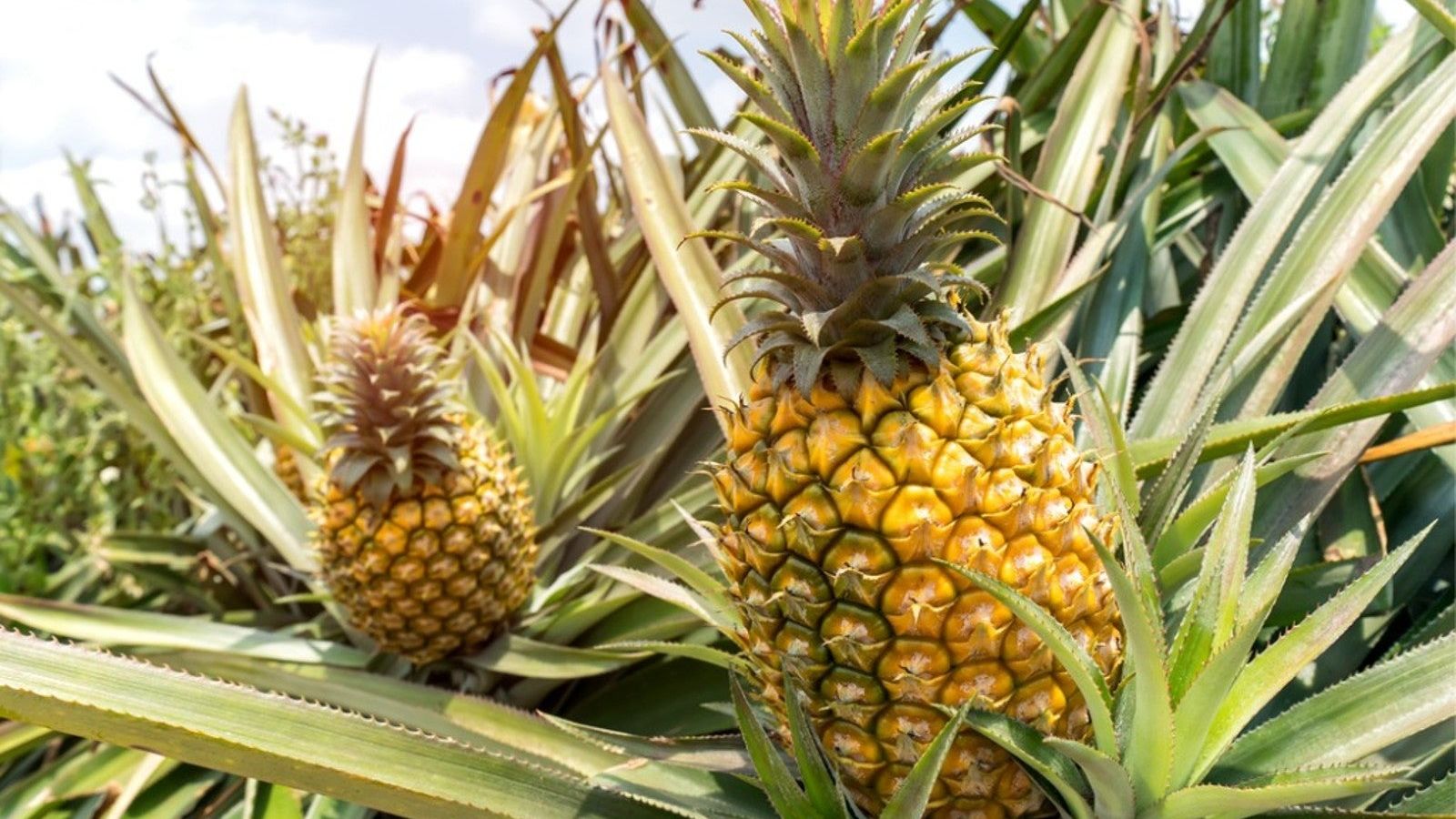 How To Grow Pineapple Plants Indoors And In The Garden | Gardening Know How