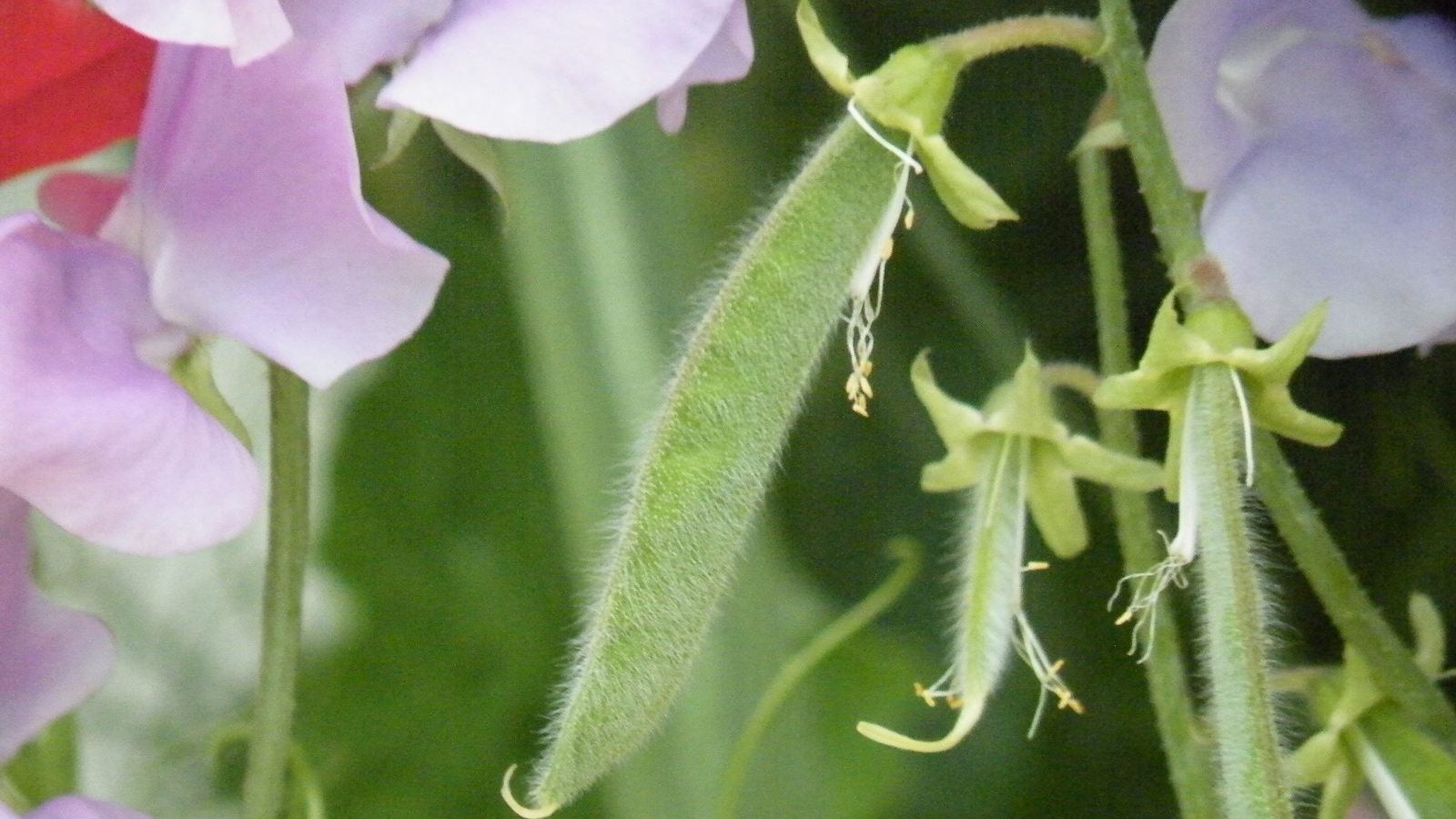 Sweet Pea Toxicity: Are Sweet Pea Blossoms Or Pods Edible