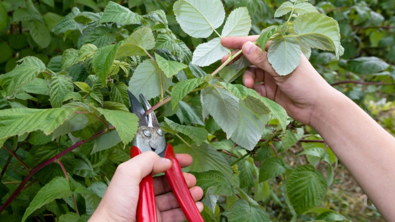 How To Take Care Of Wild Raspberry Bushes