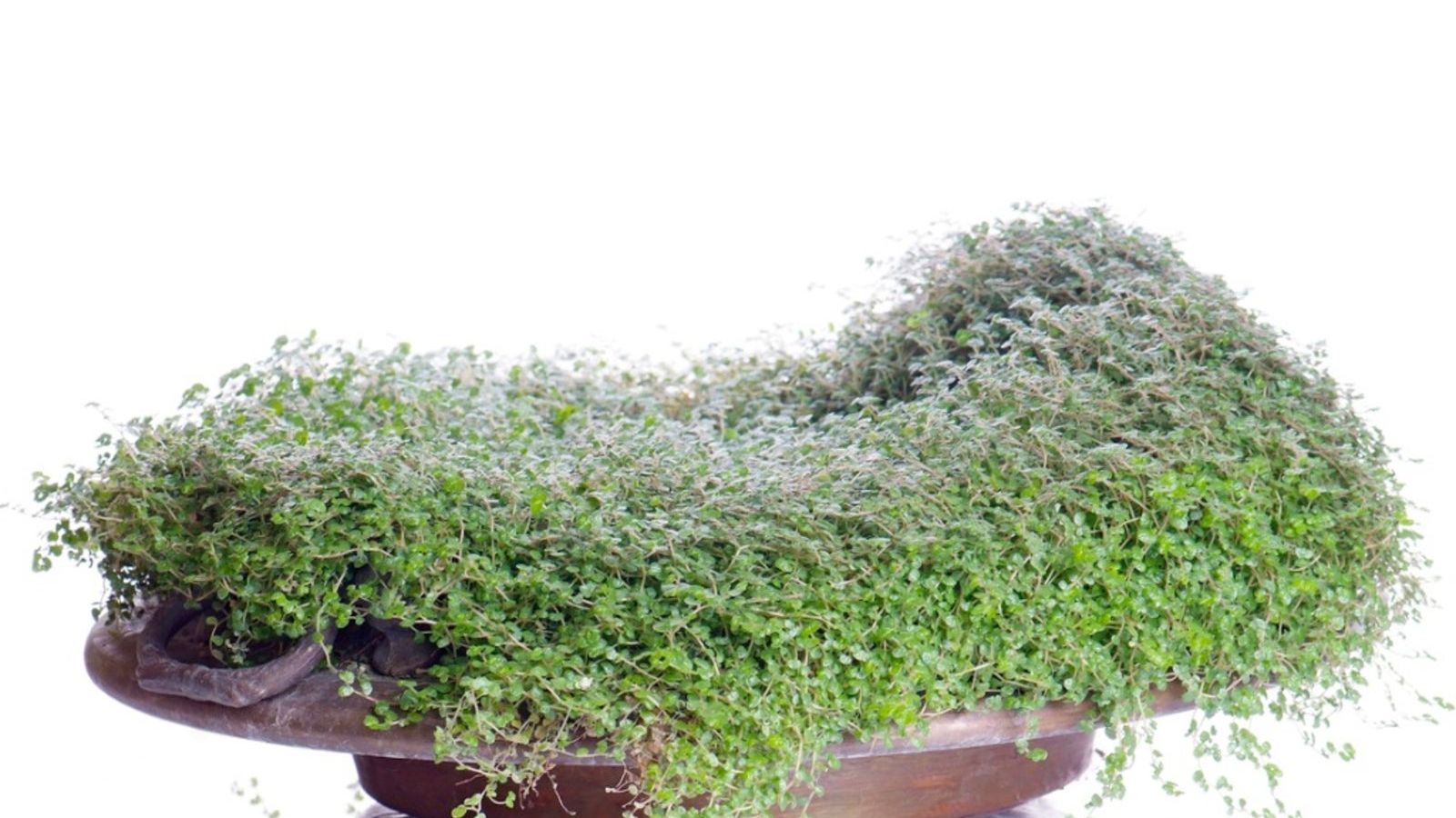 Baby's Tear Plant: Tips For Growing Baby's Tear Indoors | Gardening Know How