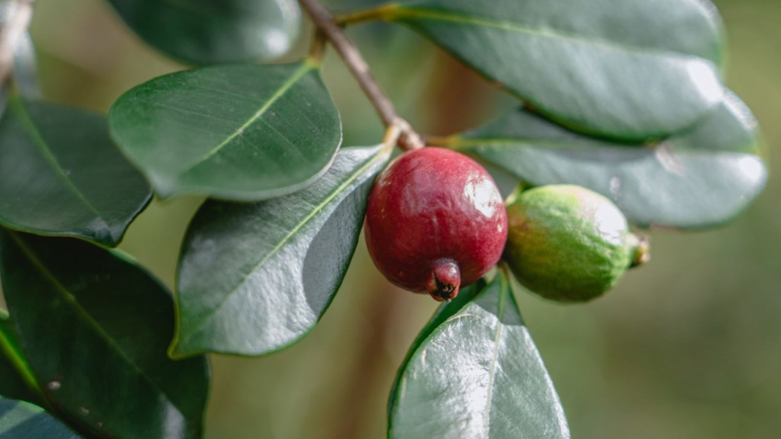 What Is Strawberry Guava - Learn About Growing A Strawberry Guava Tree |  Gardening Know How