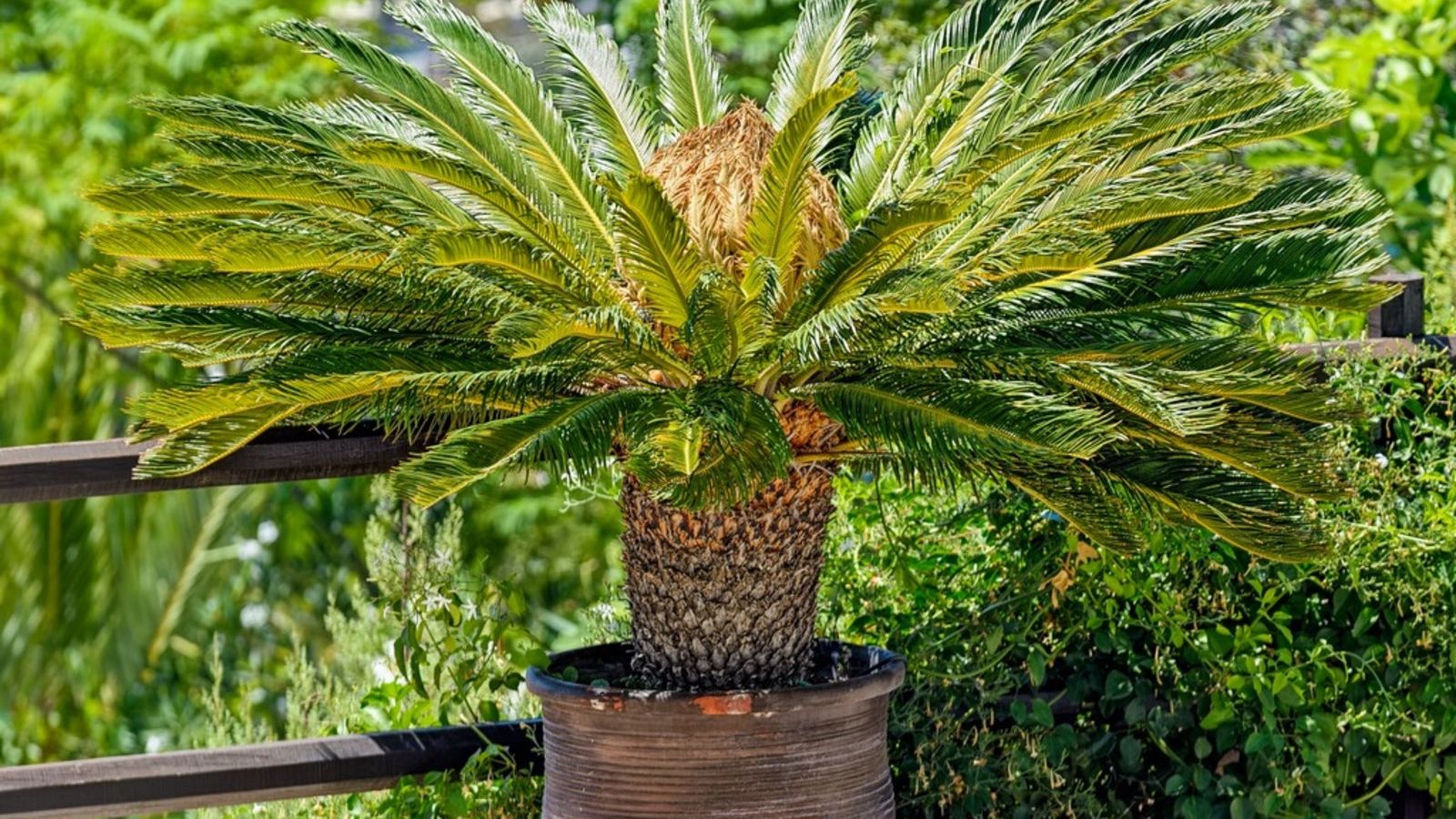 buy snake plant near me Snake Plant - Zeylanica