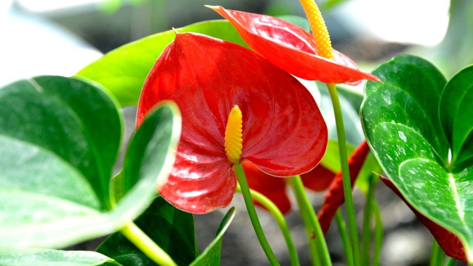 Anthurium Care Guide - Grow Anthurium As A Houseplant | Gardening Know How, image size:1600x900