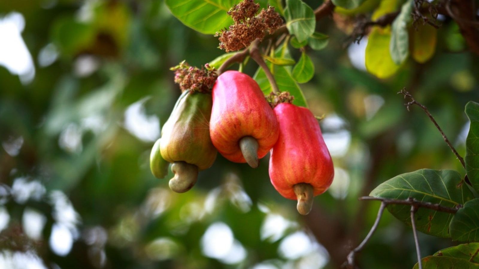 Cashew Nut Information - Tips For Growing Cashew Nuts | Gardening Know How, image size:1600x900