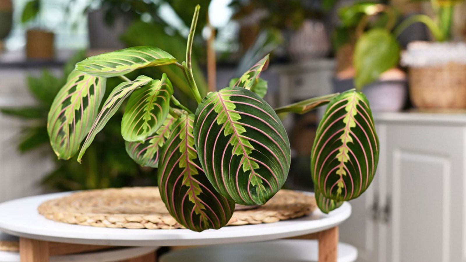 Calathea And Maranta Differences: Am I Growing Maranta Or Calathea |  Gardening Know How