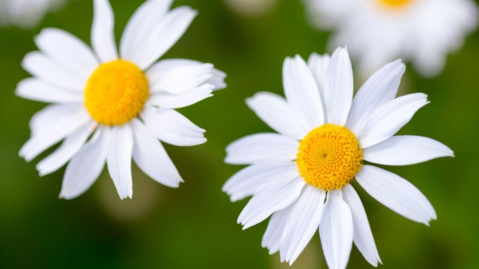 Different Types Of Daisies: Learn About The Differences Between Daisies |  Gardening Know How