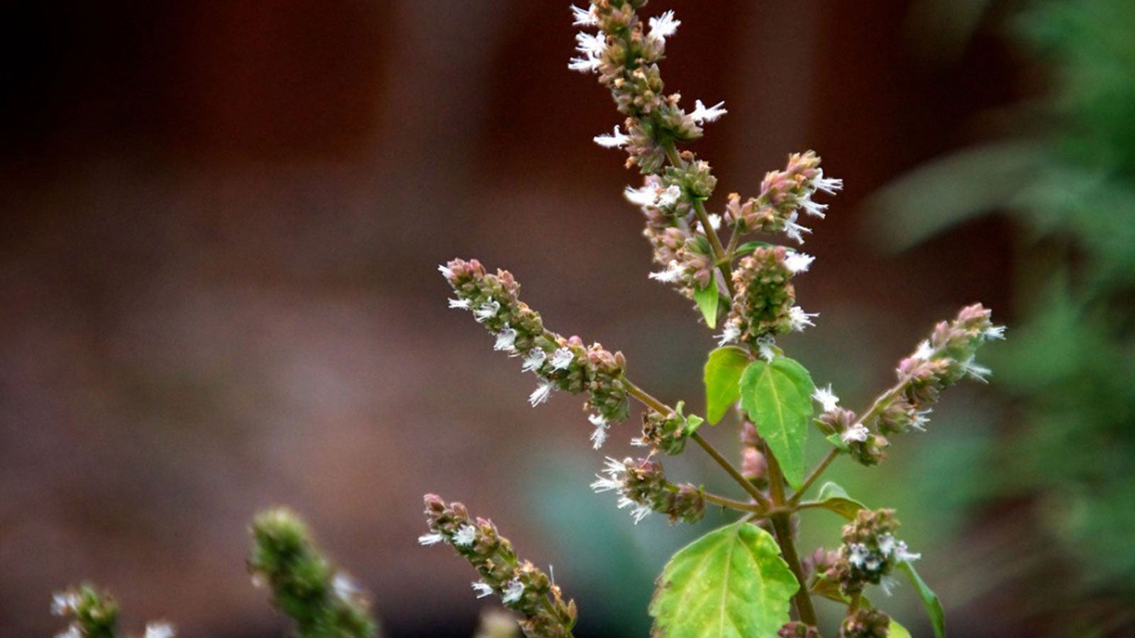 Patchouli Plant Care - Tips On Growing Patchouli Plants | Gardening Know How