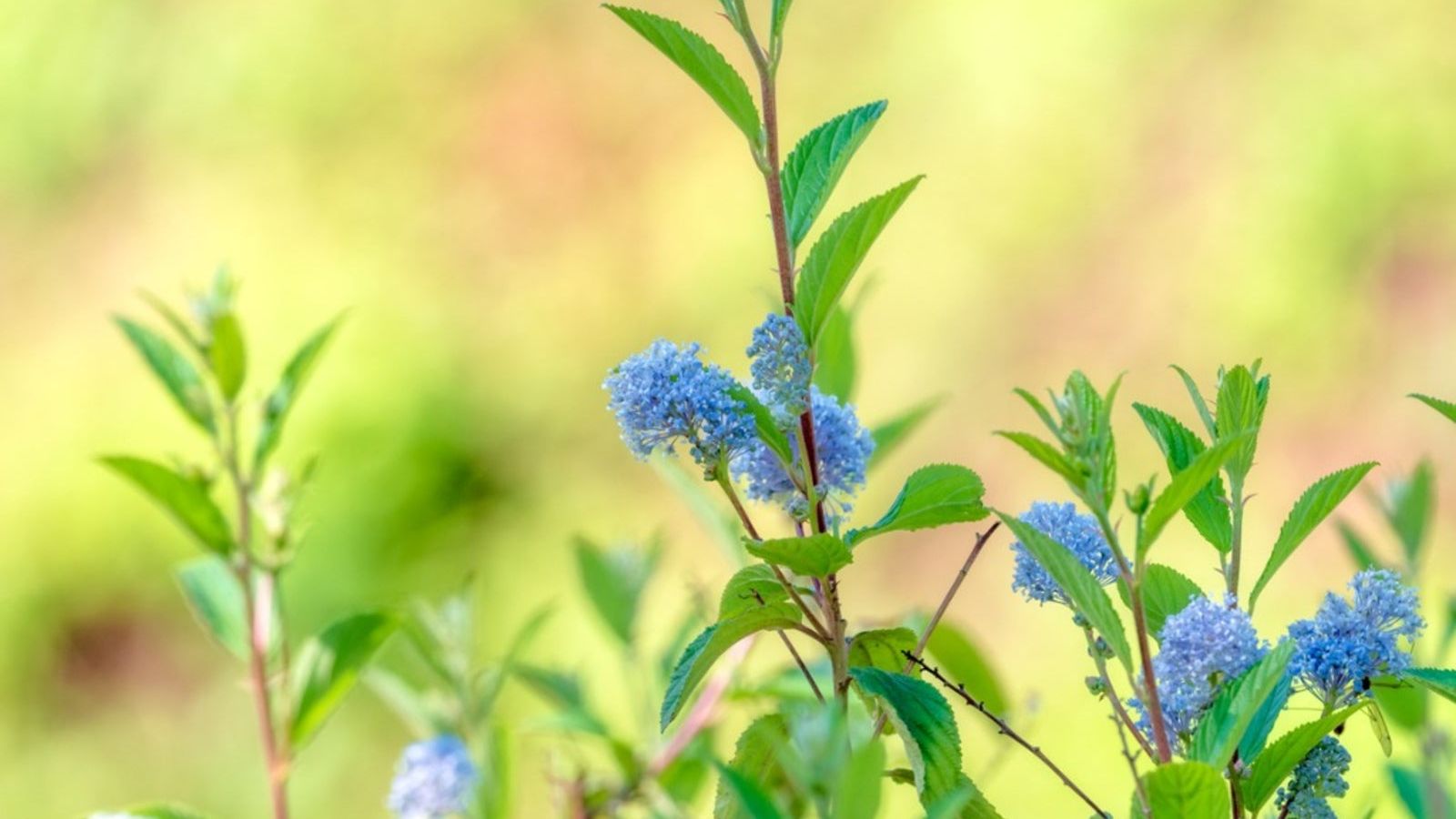 Tea Flowers