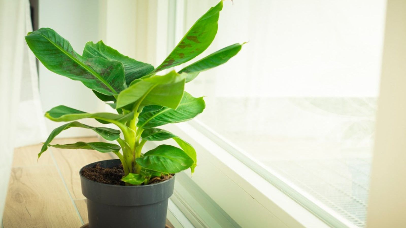 Banana Plant Indoor Growing Guide: Complete Plant Care | Gardening Know How