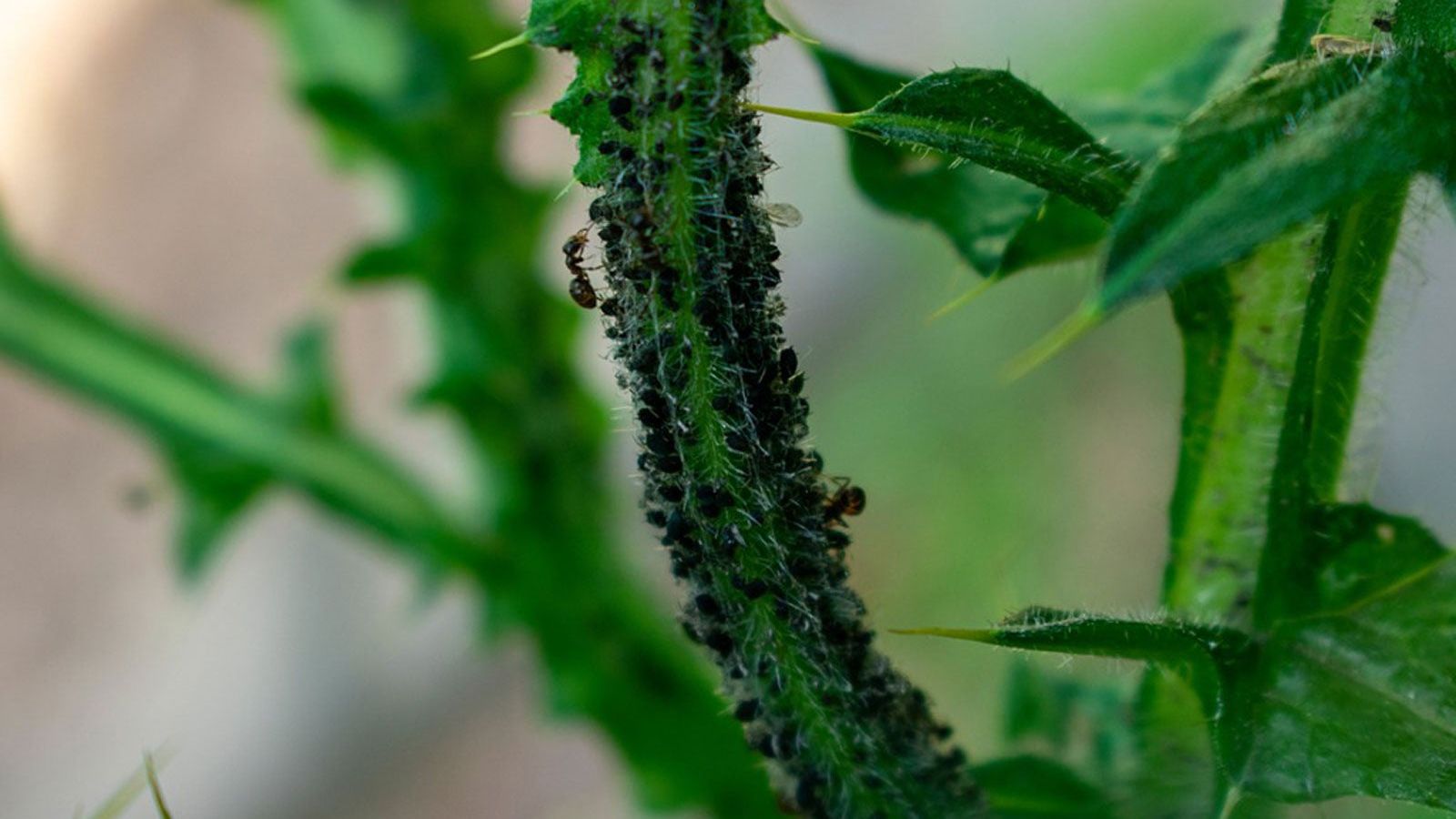 Getting Rid Of Ants: Should You Kill Ants In Your Garden | Gardening Know  How
