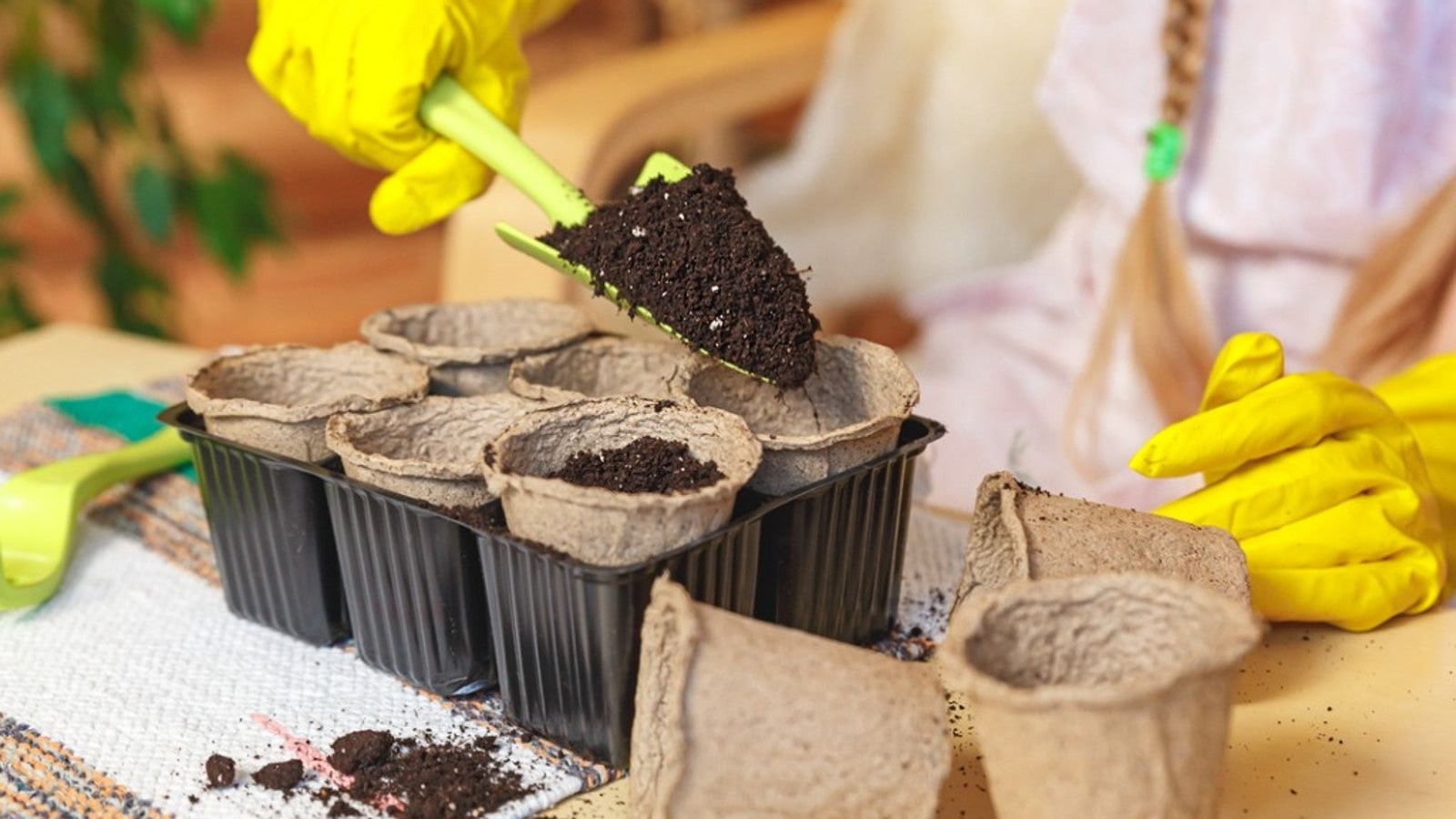 Easy Houseplants To Propagate By Seed - Grow Houseplants From Seed |  Gardening Know How