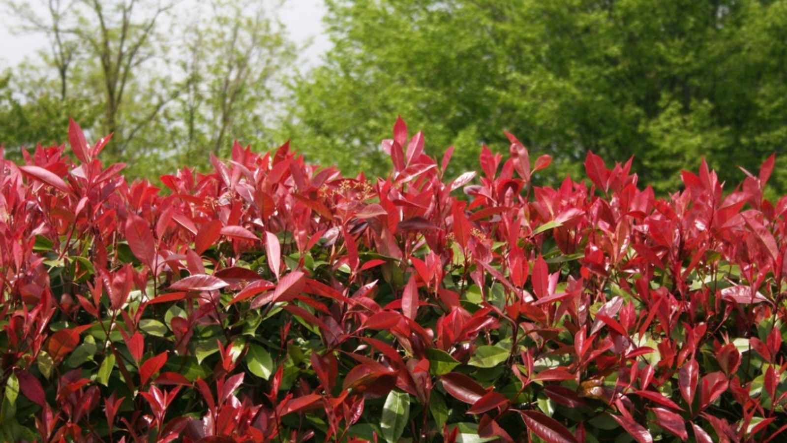 Trimming Red Tip Photinia - Tips For Cutting Back Photinia Shrubs |  Gardening Know How