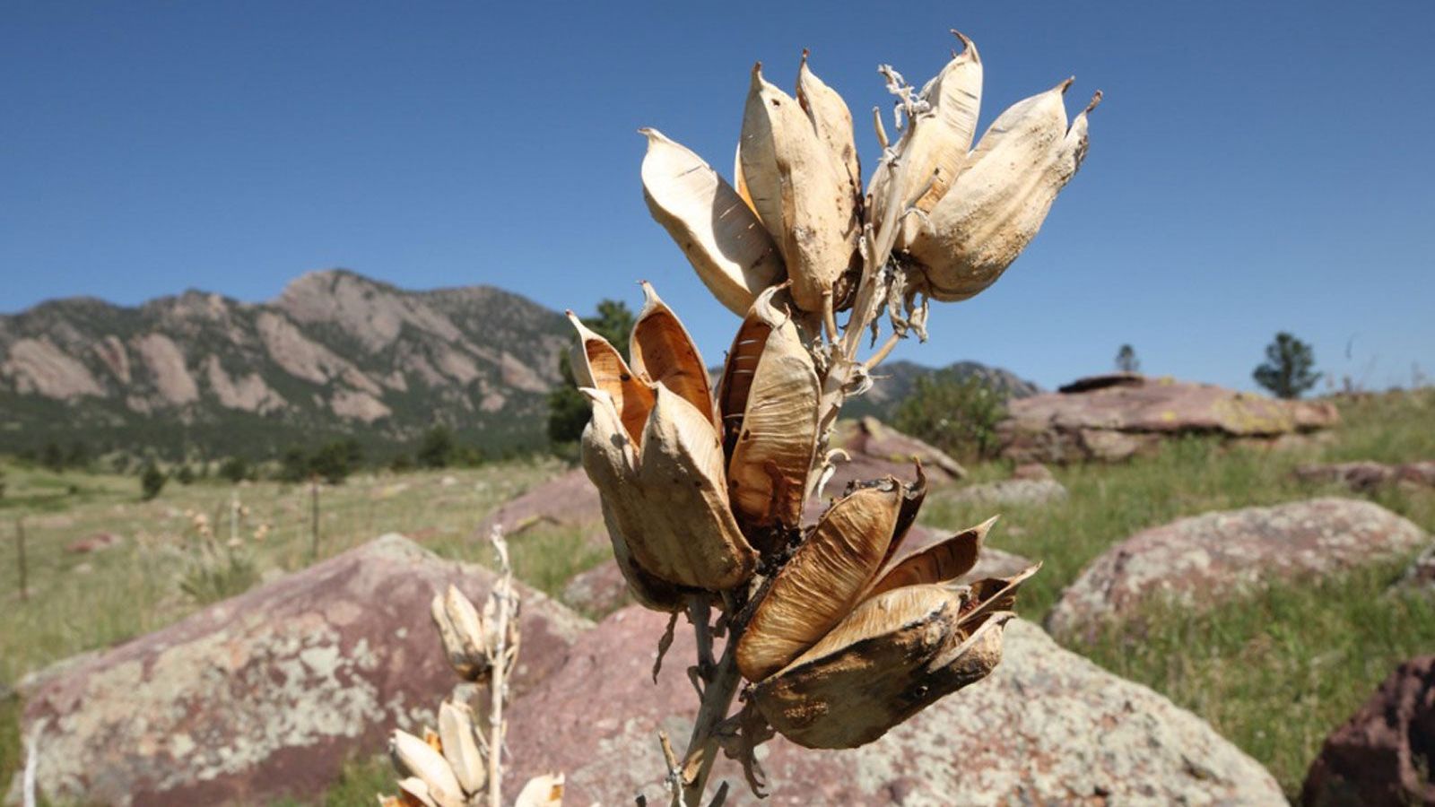Yucca Plant Pod Info - Propagating Seed Pods On Yucca | Gardening Know How