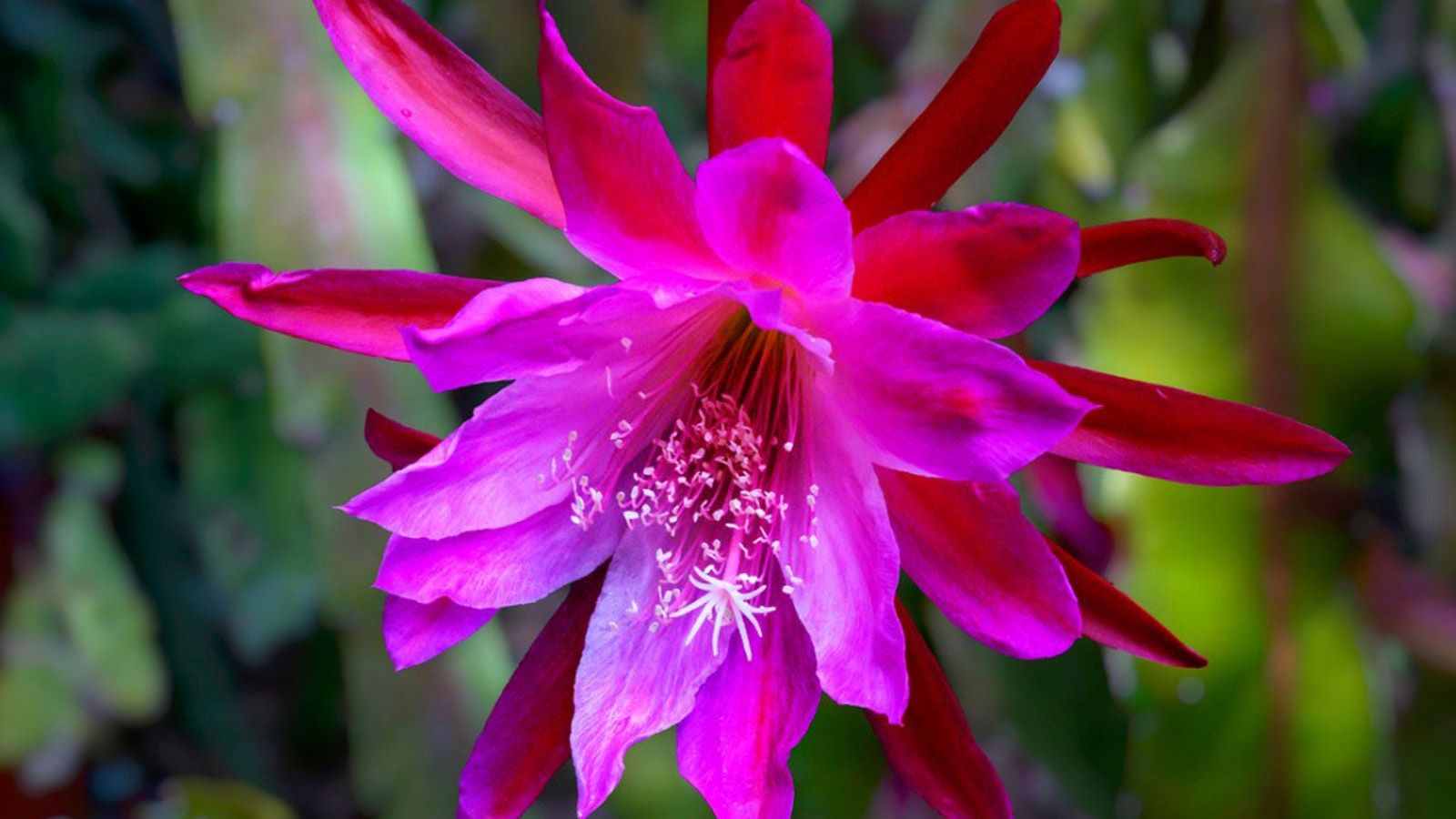 Everything You Need To Know About Epiphyllum (Orchid Cactus) | Gardening  Know How
