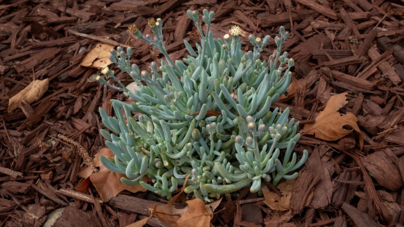 Senecio Blue Chalk Plant Care - How To Care For Blue Chalk Succulents |  Gardening Know How