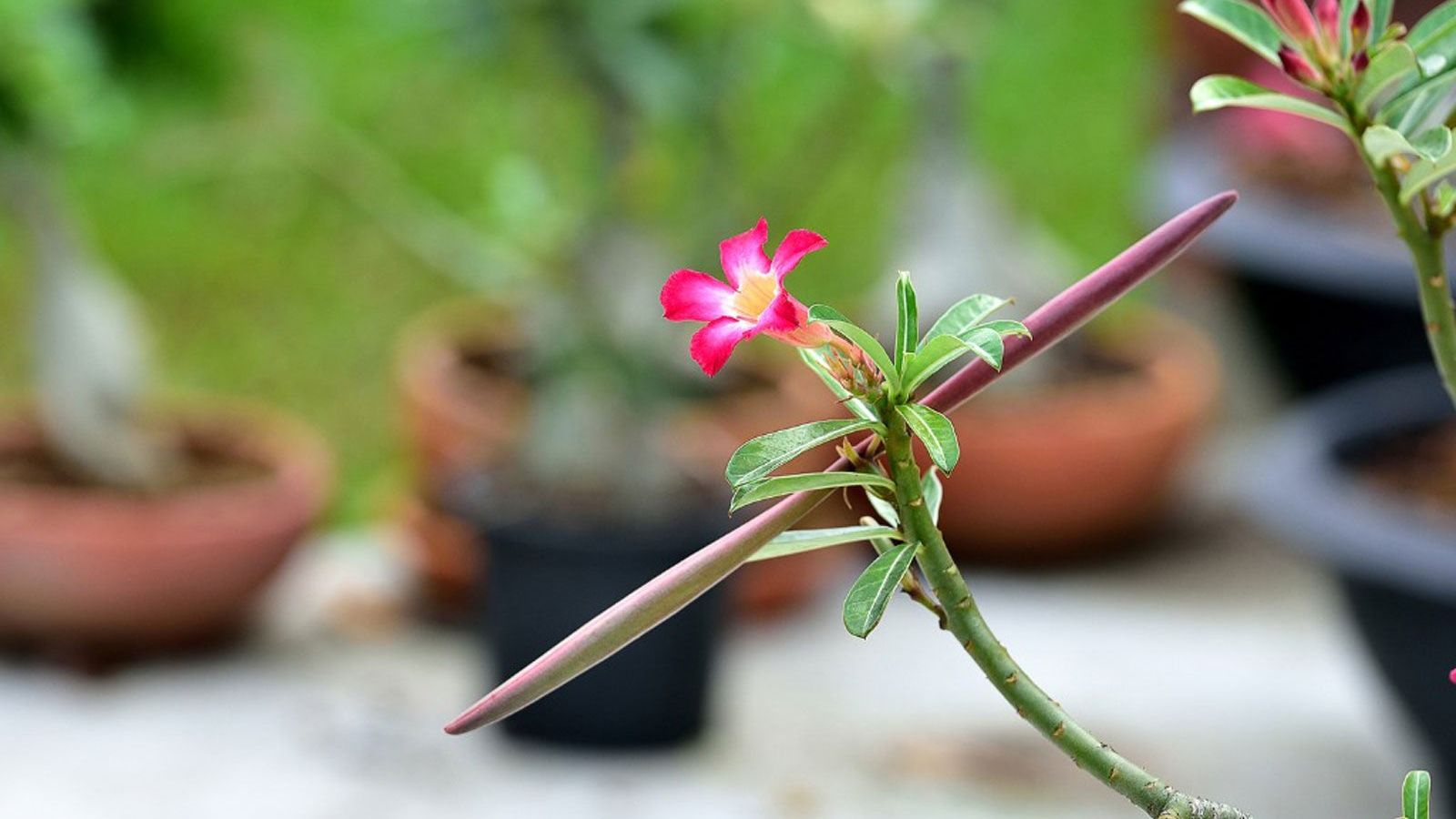 Harvesting Desert Rose Seed Pods: Propagating Seeds From Desert Rose |  Gardening Know How