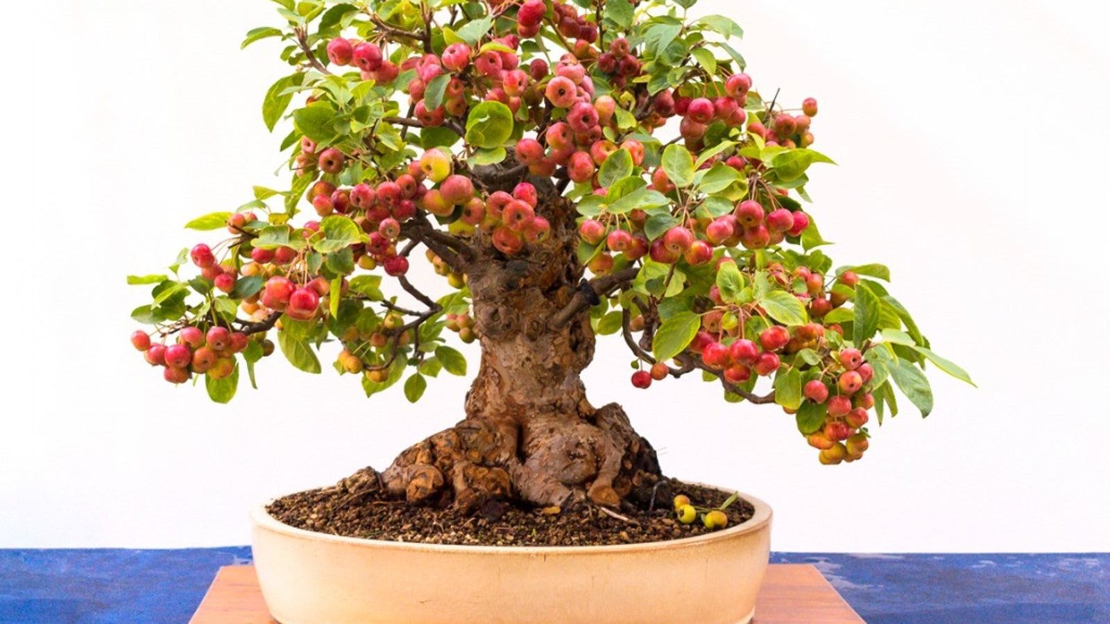 Tips For Growing A Fruiting Apple Bonsai Tree | Gardening Know How