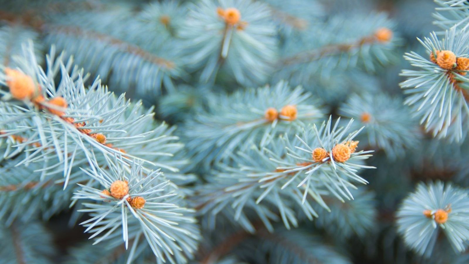 Colorado Spruce Info - How To Grow A Colorado Blue Spruce Tree | Gardening  Know How, image size:1600x900