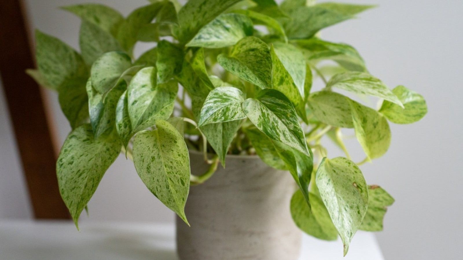 philodendron climb Philodendron cf. pastazanum 'Climbing form' | Plants