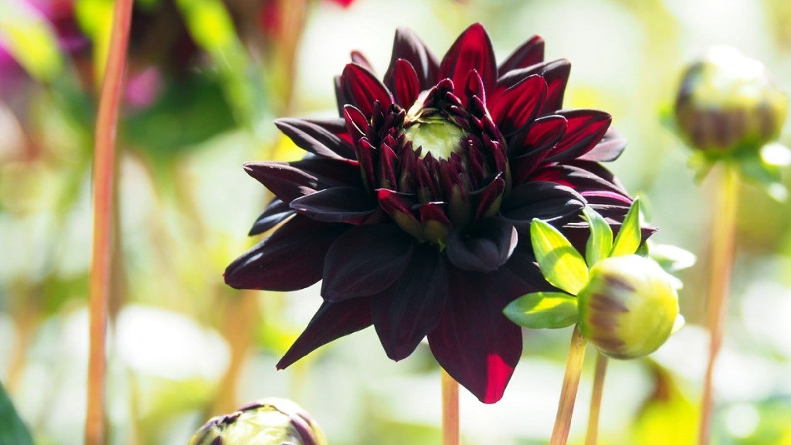 The Black Dahlia Flower in Fashion and Pop Culture