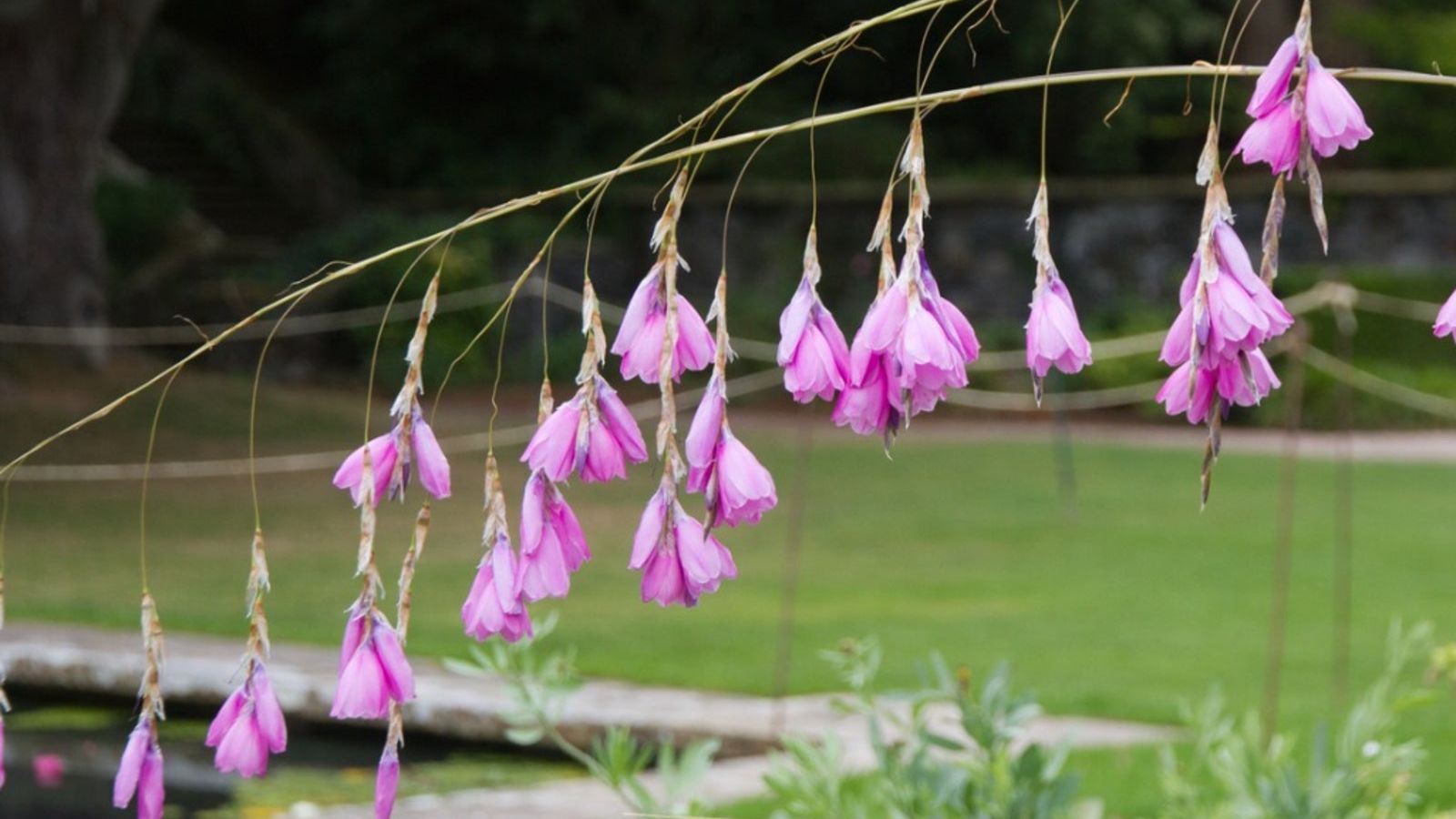 Dierama Plants: Information On Wandflower Plant Care | Gardening Know How