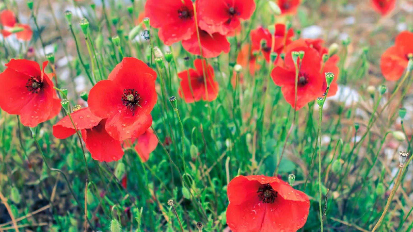 Planting Flowers In Fall  Planting Flower Seeds In Autumn | Gardening Know  How