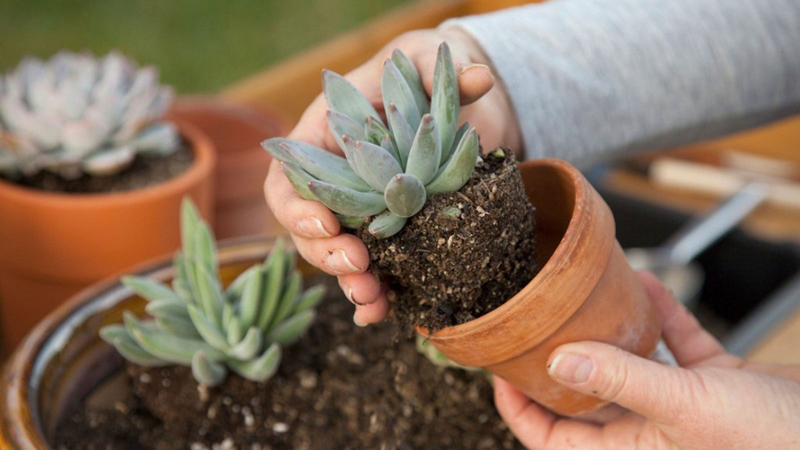 Beginner's Guide To Succulents: Learn About Growing Succulent Plants |  Gardening Know How