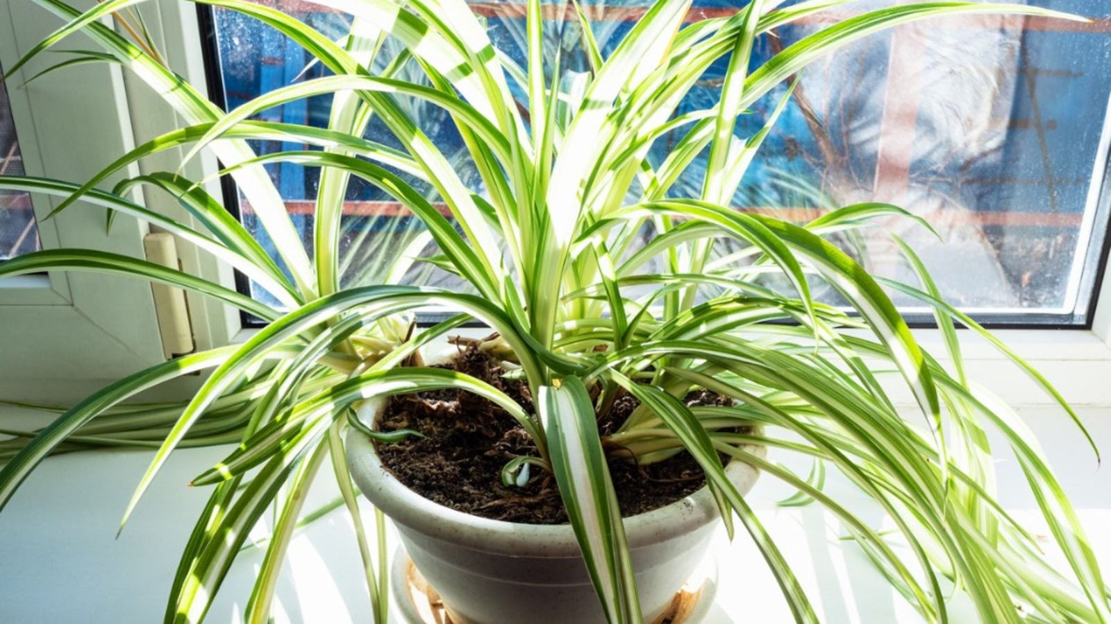 Spider Plant Germination - Tips On Growing Spider Plants From Seed |  Gardening Know How