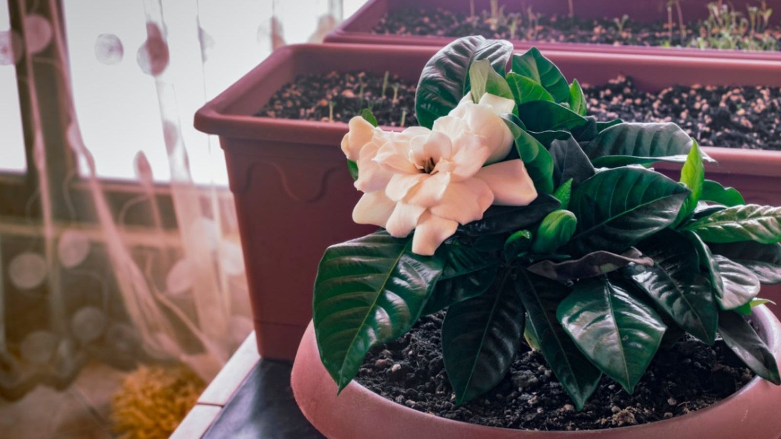 sansevieria nasa Snake Plant, Zeylanica 14