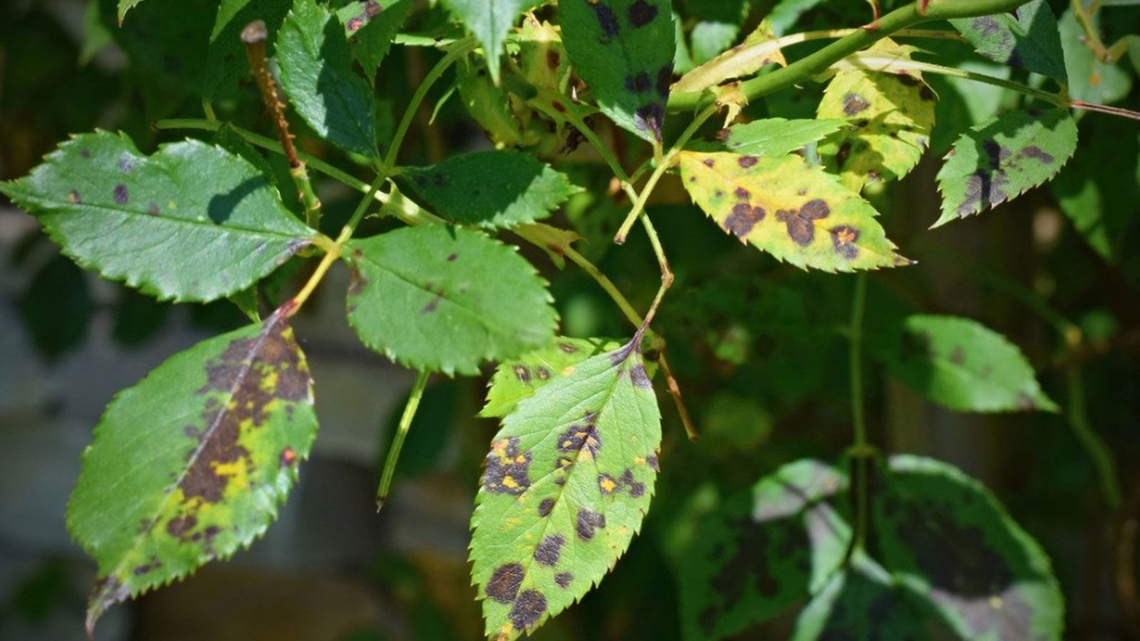 Leaf Spot Disease Identification, Prevention & Management | Gardening Know  How