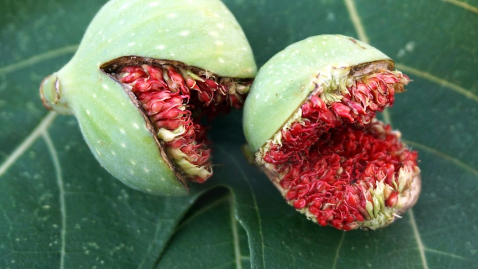 Figs Won't Get Ripe: Why Figs Stop Ripening On The Tree | Gardening Know How