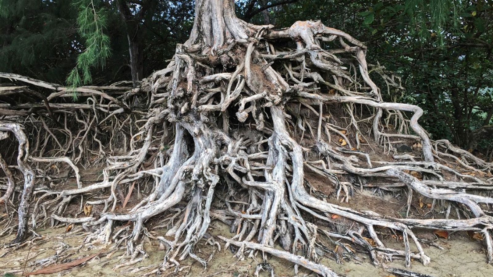 Eucalyptus Root System - Learn About Eucalyptus Shallow Root Dangers And  More | Gardening Know How, image size:1600x900