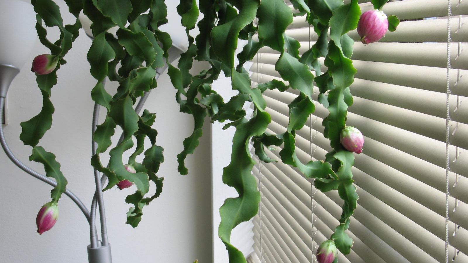 Curly Locks Orchid Cactus Care: Learn About Epiphyllum Curly Locks Plant |  Gardening Know How