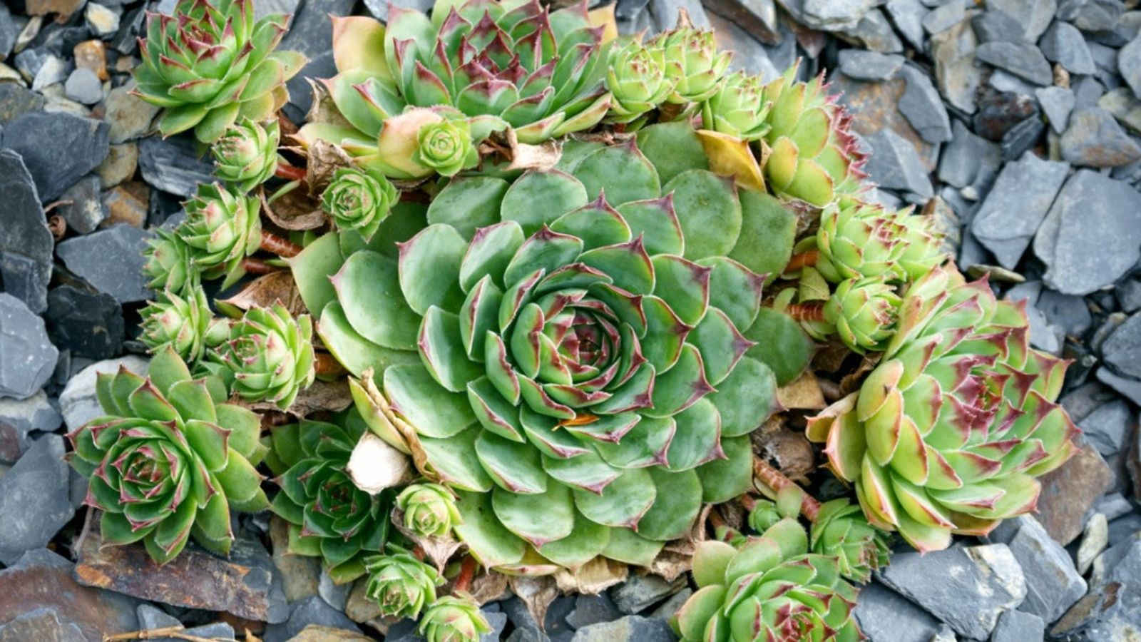 Hens And Chicks Plants: How To Grow Hens And Chicks | Gardening Know How