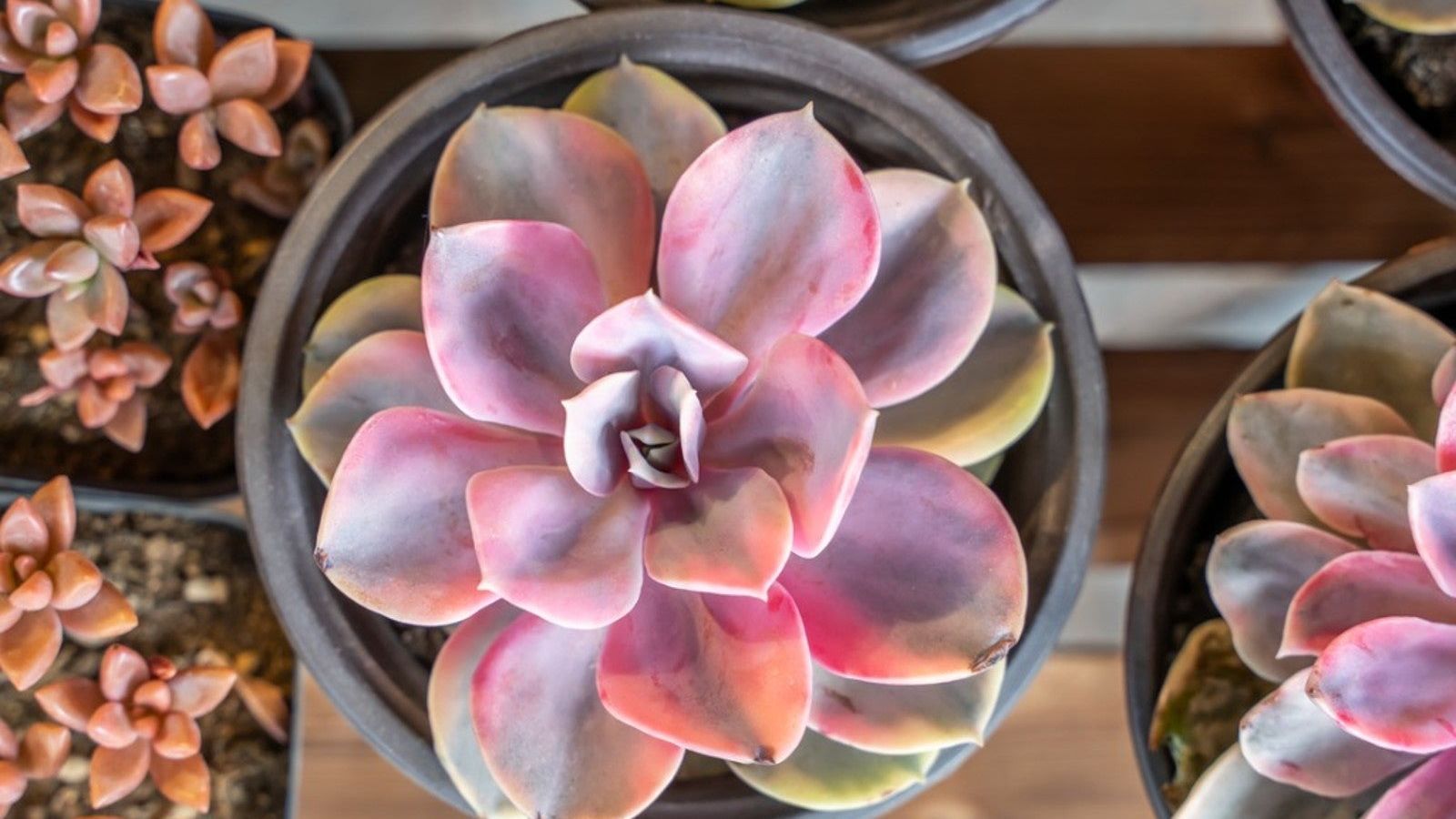 Pretty Pink Succulent Plants - 5 Pink Succulent Types To Grow Indoors |  Gardening Know How